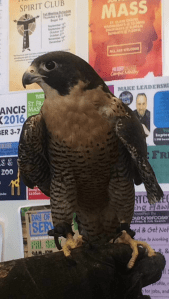 Blaze, a male Harris hawk
