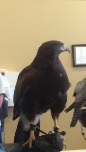 Chase, a female Peregrine falcon